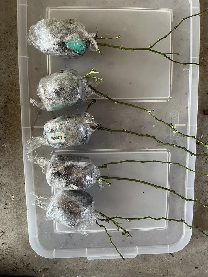 ONE Well Rooted Queen Of Sweden Rose Starter Live Plant /David Austin Rose
