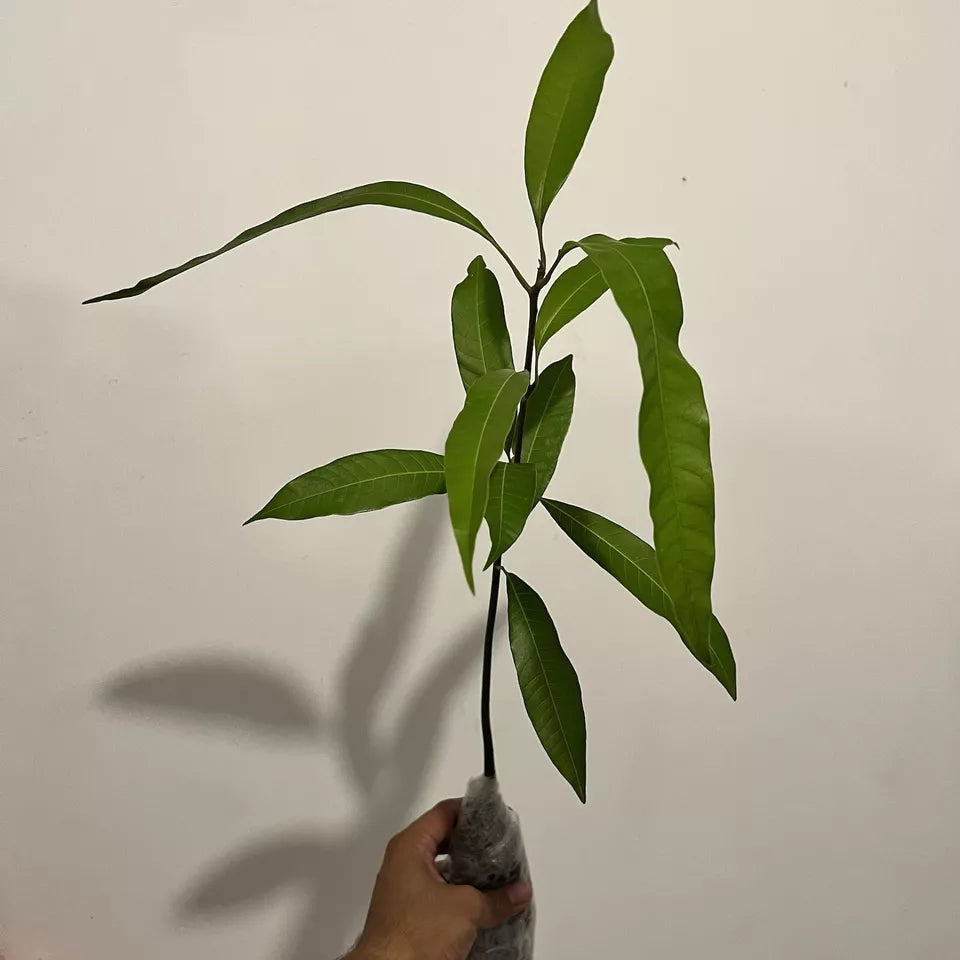 5 Trees Mango Tropical Fruit Tree (Turpentine) Varieties seedlings 12”- 24”