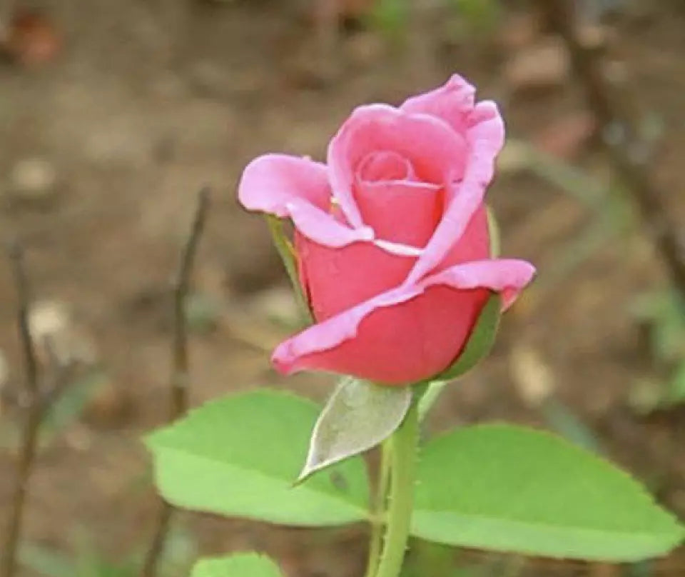 CLASSIC STYLE ROSE 20 SEEDS for Planting Flower bush diy (hot pink)
