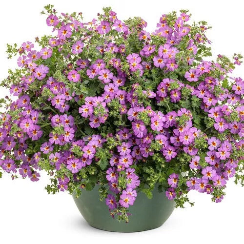 Jamesbrittenia 'Safari Dusk' South African Phlox, Proven Winners 1 Quart Plant