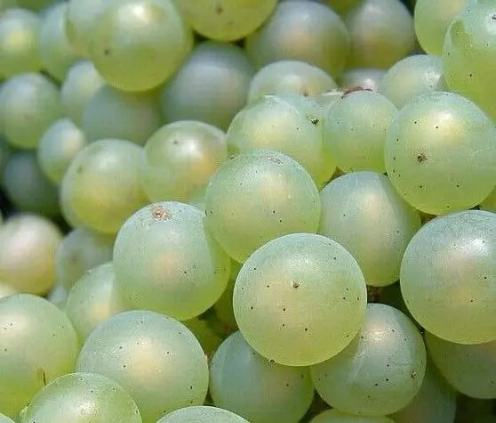35 seeds organic Niagara grape, sweet white grapes
