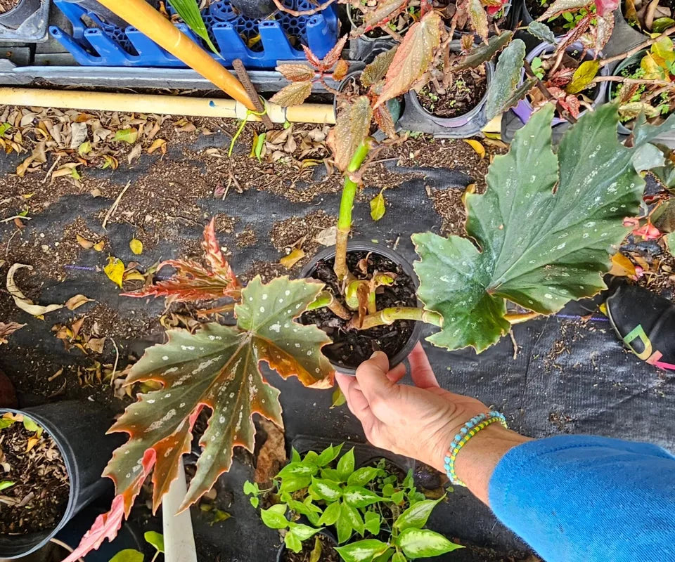 Lana Angel wing Begonia Live Plant 10 To 15" Bright Pink Flowers
