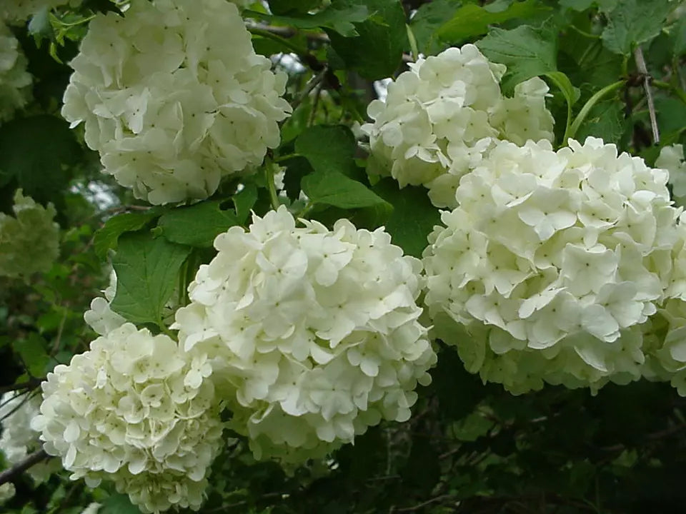 1pc Old Fashion Snowball Viburnum 4"pot Viburnum trilobum Highbush Cranberry