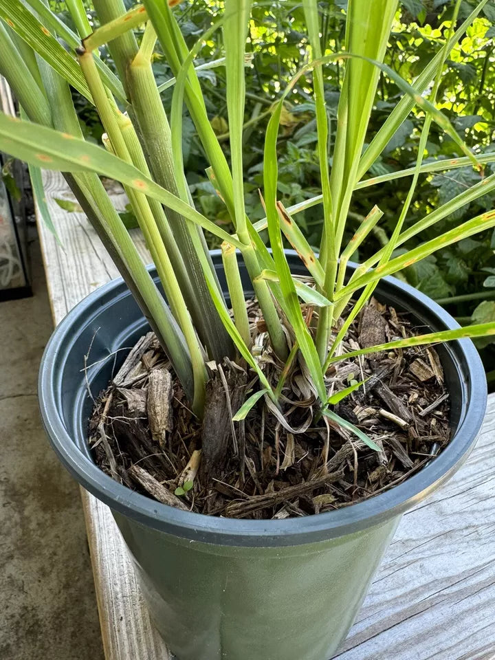Fresh Organic Rooted Lemongrass (Cay Sa) Live Plant Ready Grow