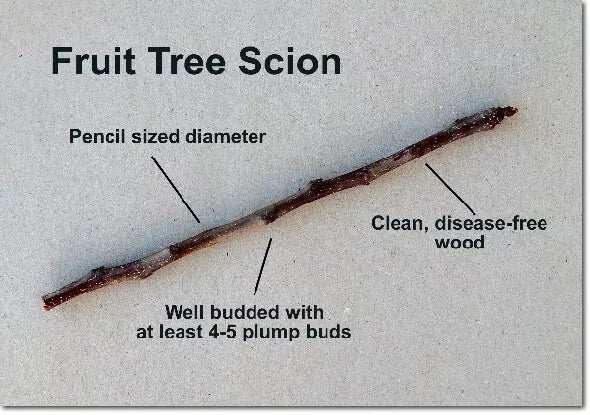 3 Unrooted Cuttings CRIPP'S PINK Apple Fruit Tree Scion / Cutting / Rooting / Grafting 10-12 INCH