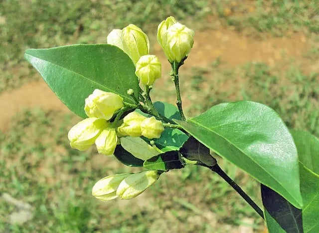 5 Seeds Murraya paniculata | Short Variety | Dwarf Orange Jasmine