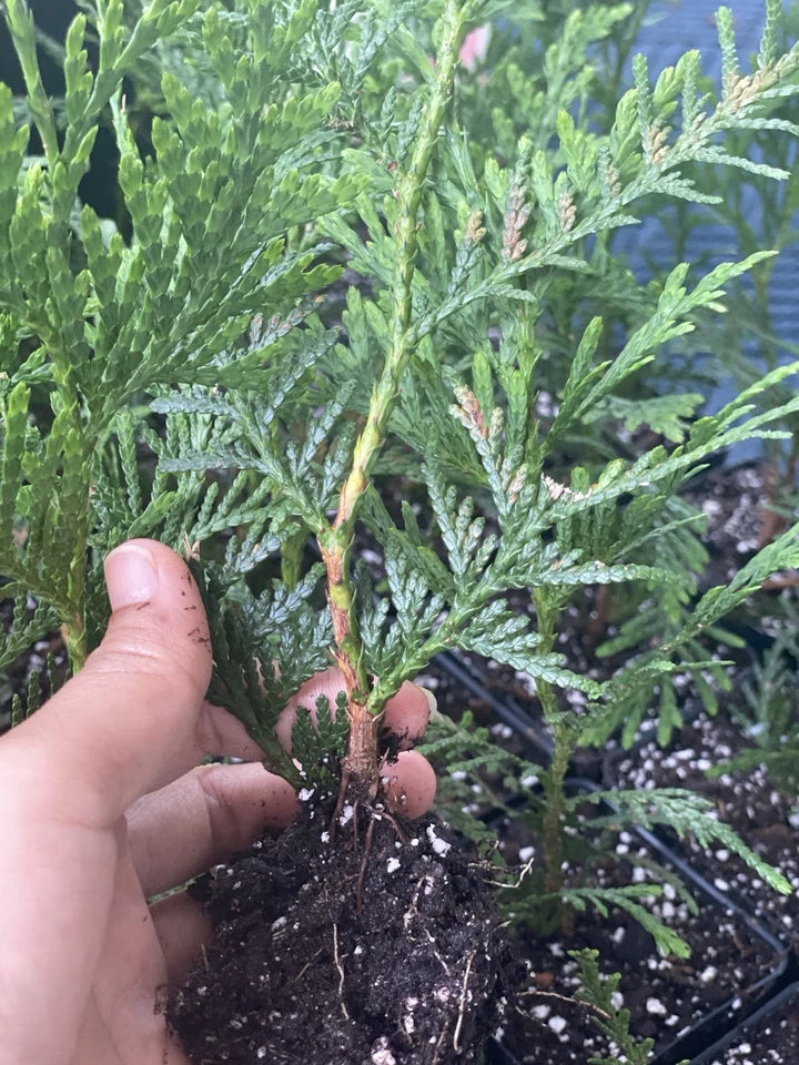Rooted Green Giant Starter Plants - 10 Pack - Thuja Green Giant - Bare Root Evergreens for Fast Privacy Growth