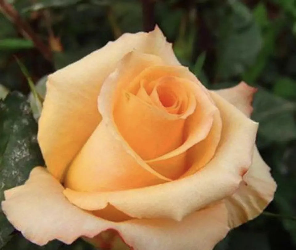 CLASSIC STYLE ROSE 20 SEEDS for Planting Flower bush diy (beauty yellow)