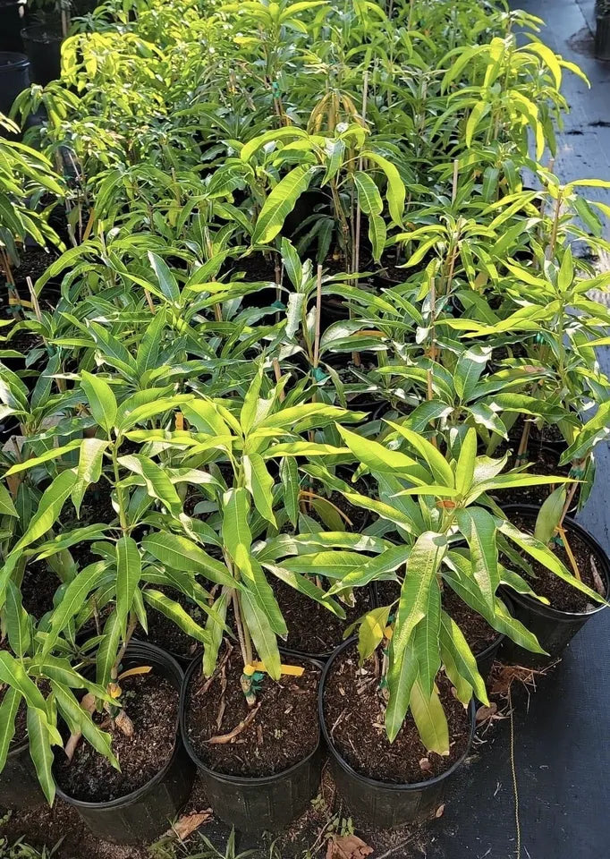 Dwarf FALAN Grafted Thai Green Sweet MANGO Tree 3Gal Pot