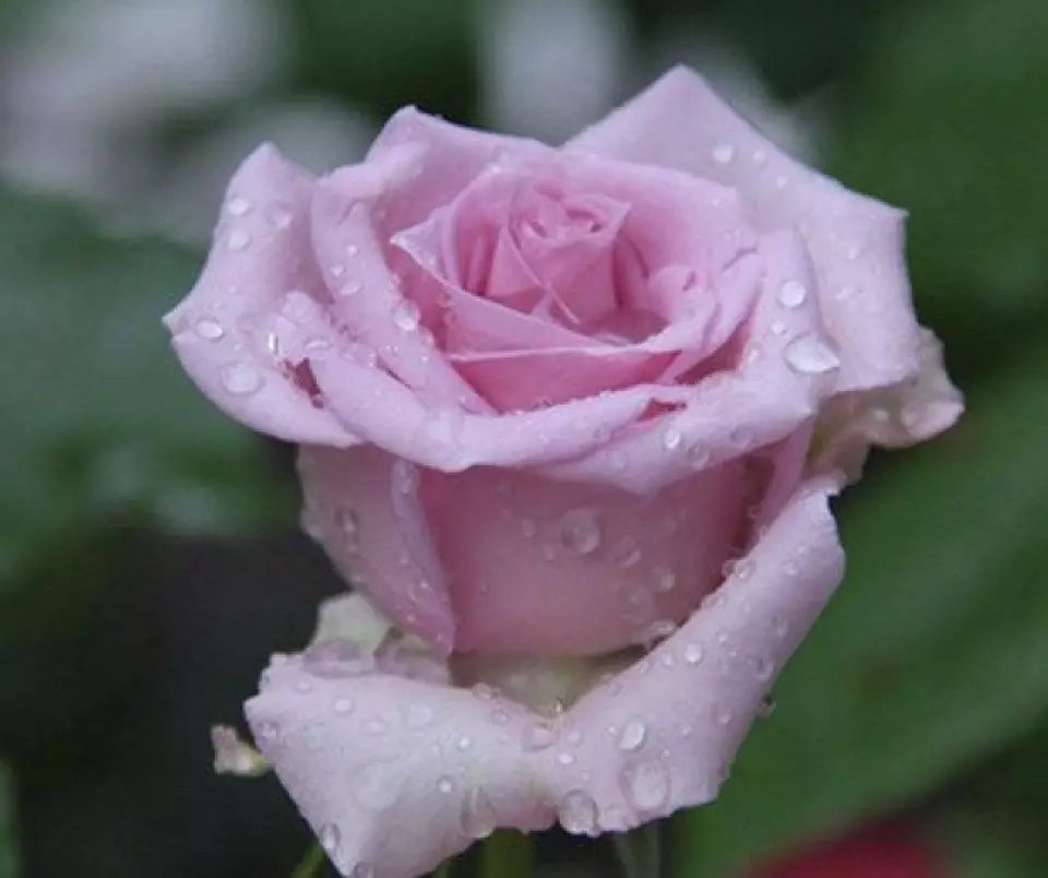 CLASSIC STYLE ROSE 20 SEEDS for Planting Flower bush diy (violet pink tip)