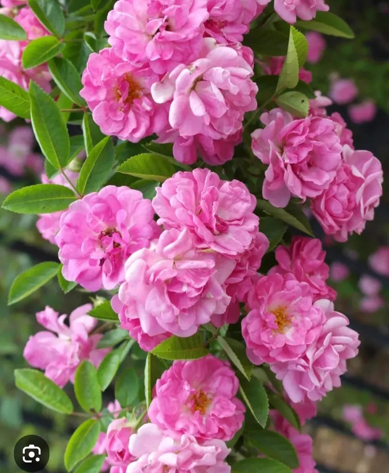 (1) Peggy Martin/Katrina Rose Plant 10-18 inch long