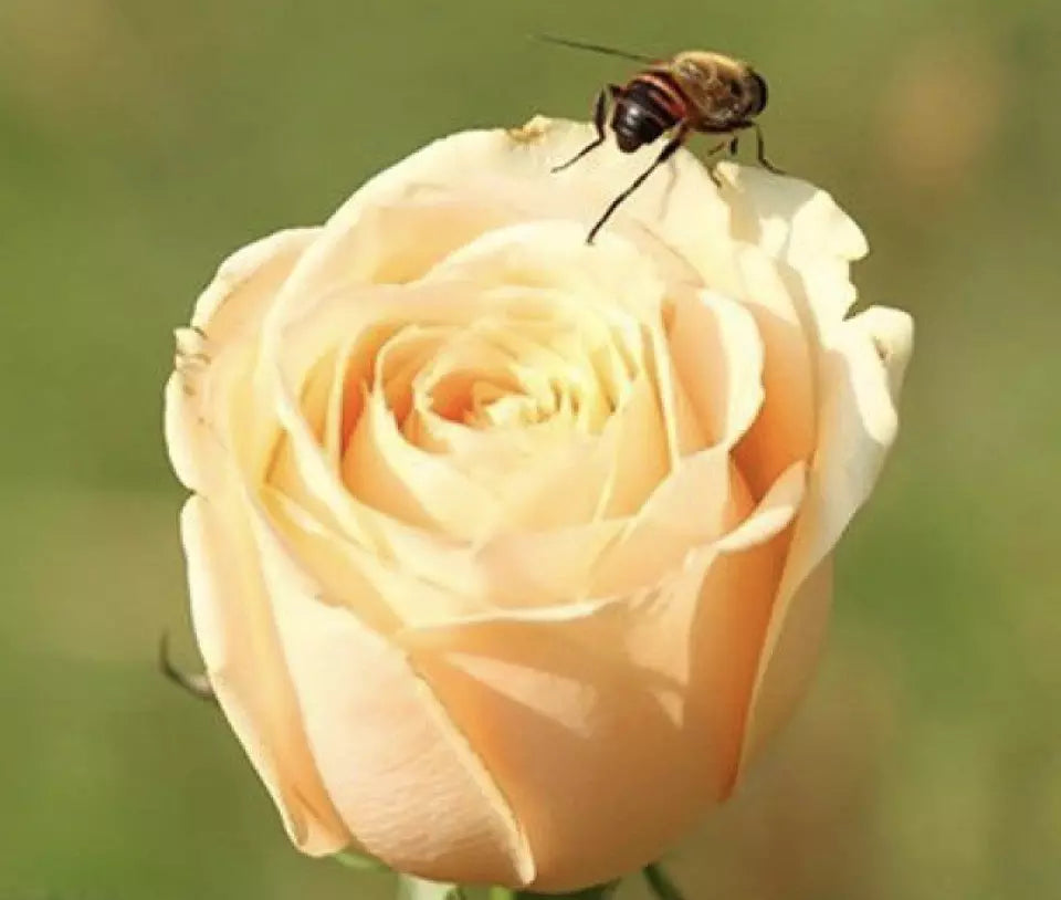 CLASSIC STYLE ROSE 20 SEEDS for Planting Flower bush diy (bee yellow)