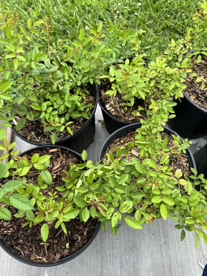 (1) Peggy Martin/Katrina Rose Plant 10-18 inch long