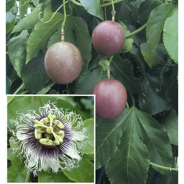 Purple Possum Passion Fruit (P. edulis) - 1 TC Plant/Plug -2-4 in -Edible Fruit