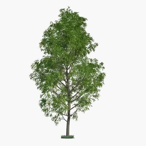 Jumbo Hybrid Poplar Tree Cuttings - 5 Thick Cuttings for Fast Growth - Populus deltoides - Erosion Control & Wildlife Friendly