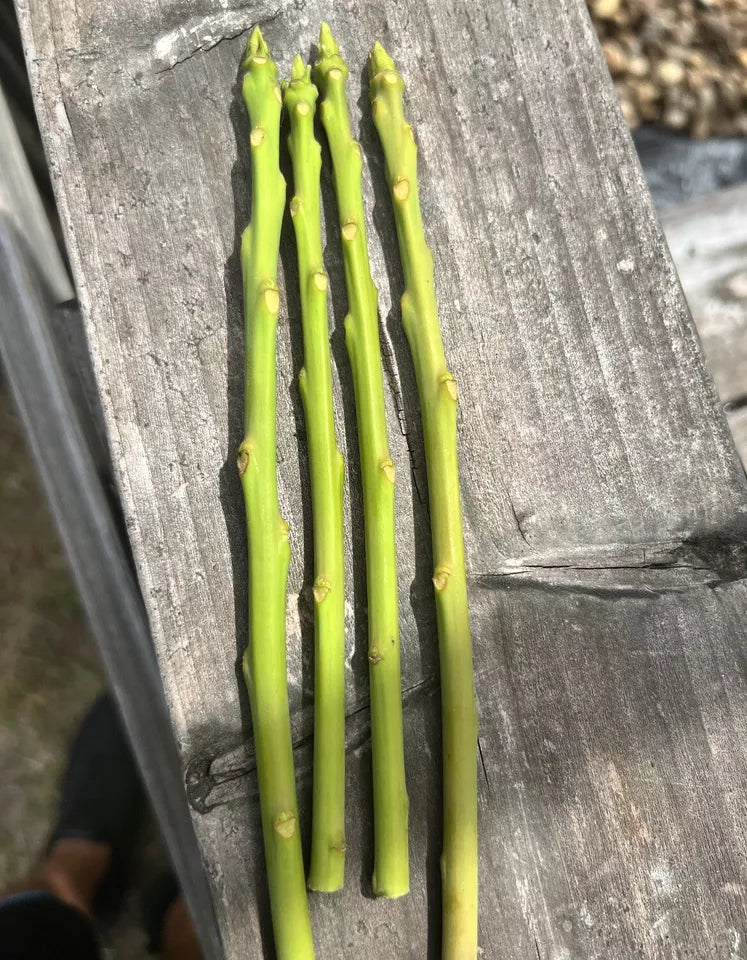 3 Mango Scion Grafting Cuttings Bud Wood For Grafting