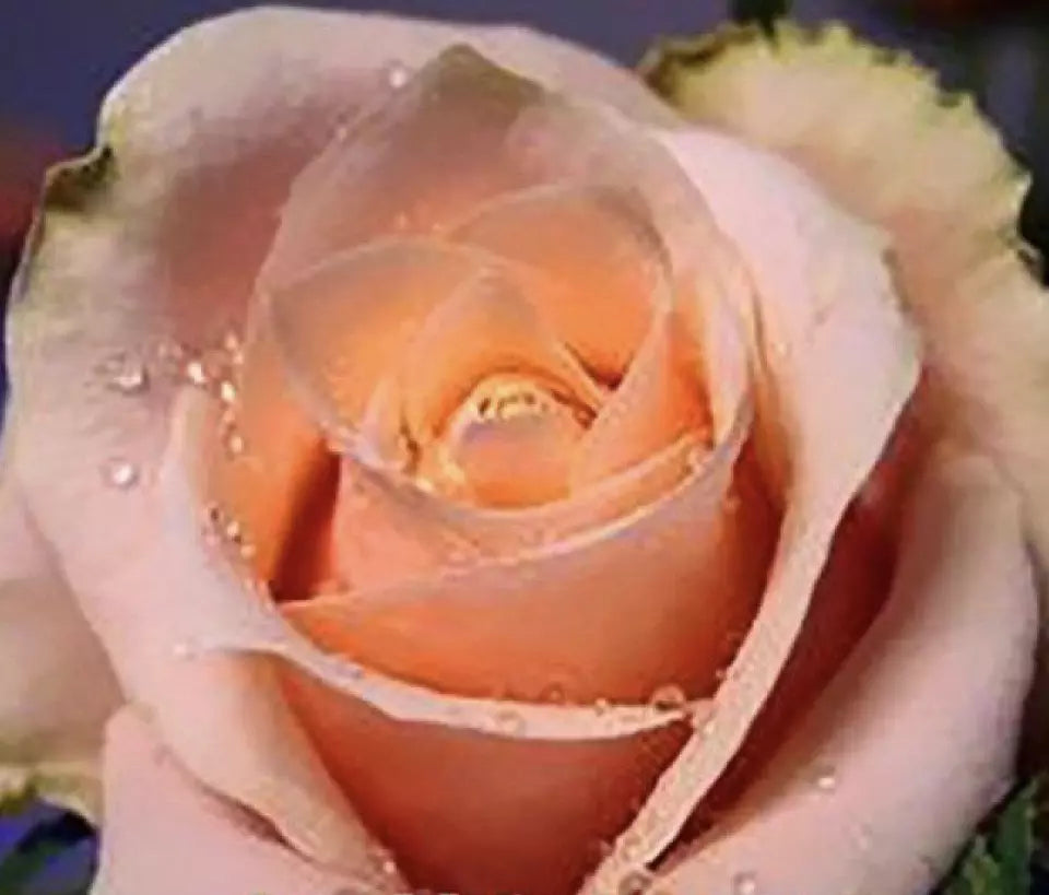 CLASSIC STYLE ROSE 20 SEEDS for Planting Flower bush diy (orange)