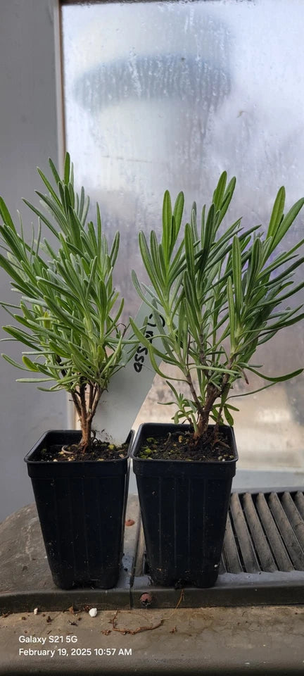 Lavender Plants - 3" Pots - Lavender Grosso - Aromatic Herb - Fragrant Blue Flowers - Well Rooted - Cold Tolerant