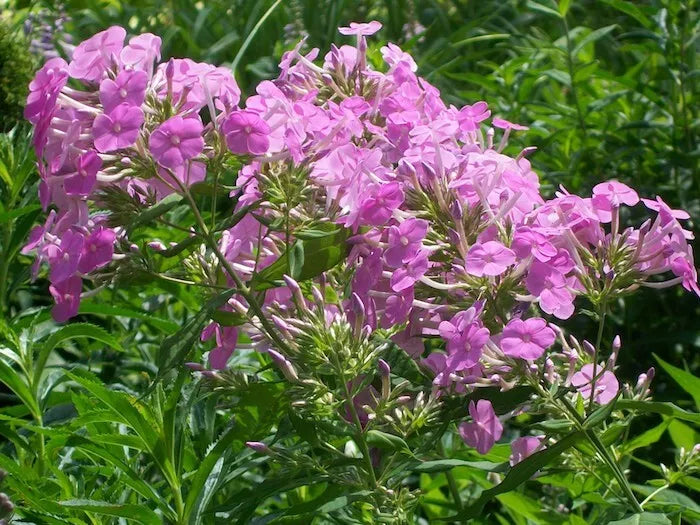 10 BEAUTIFUL TALL BRIGHT PINK PHLOX PLANTS in one or more clumps