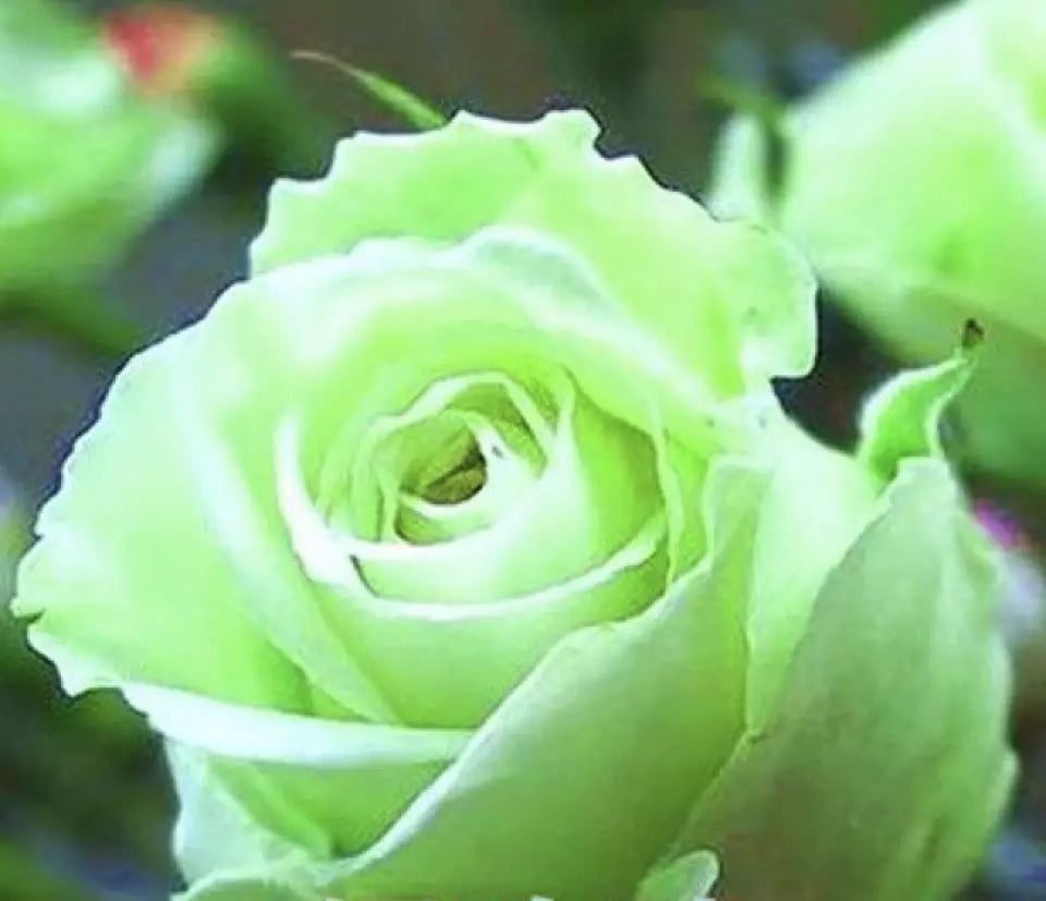 CLASSIC STYLE ROSE 20 SEEDS for Planting Flower bush diy (soft green)