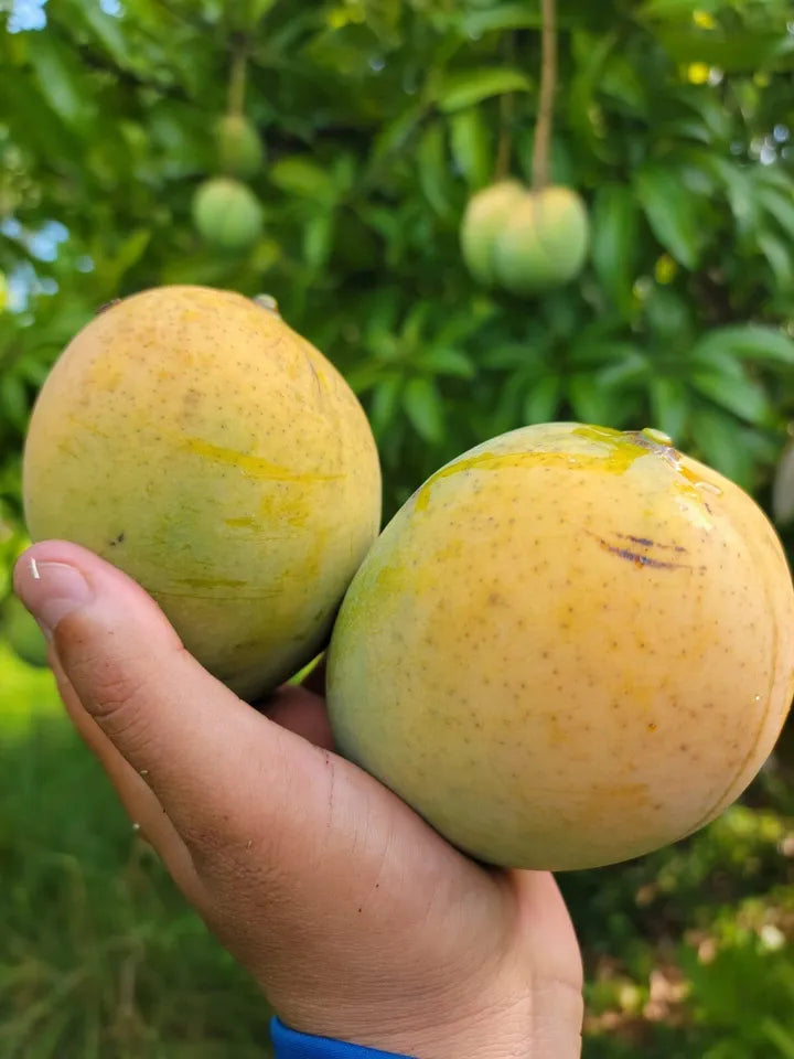 Dwarf ICE CREAM Grafted MANGO Tree 3Gal Pot