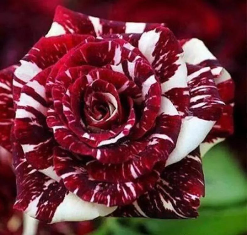 black and white rose seeds 20 DRAGON STRIPED SWIRL ROSE FLOWER SEEDS "Maroon and White" – Sejahtera Seeds and Bulbs