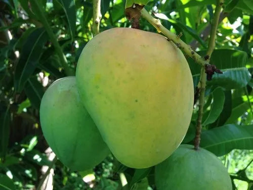 Mango Tree (Alphonso Variety)