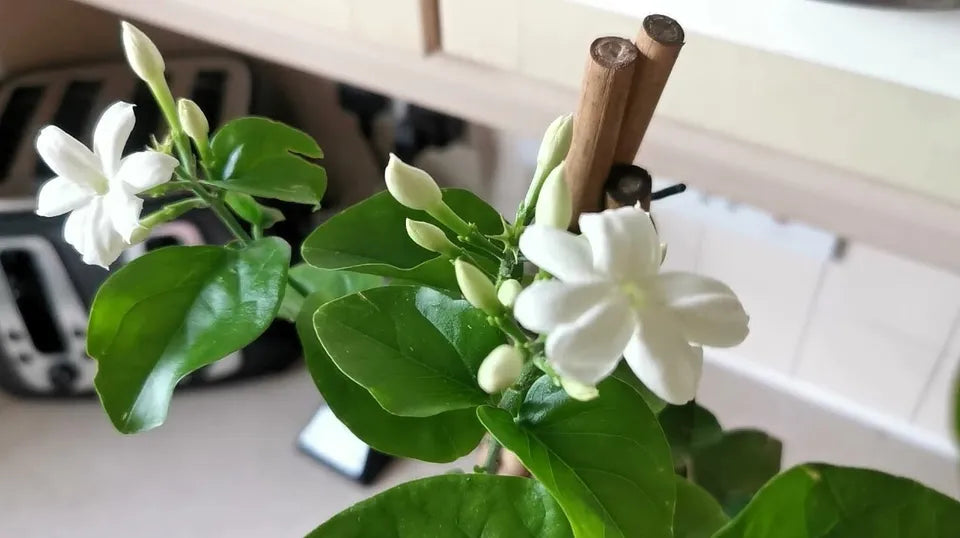 arabian jasmine flower seeds ONE Live Plant Indoor Outdoor 4'' Pot Arabian Jasmine Jasminum Sambac – Sejahtera Seeds and Bulbs