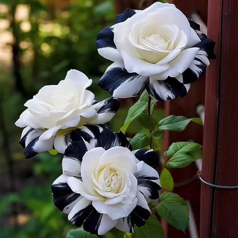 20pcs Rare Black & White Rose Seeds Non GMO