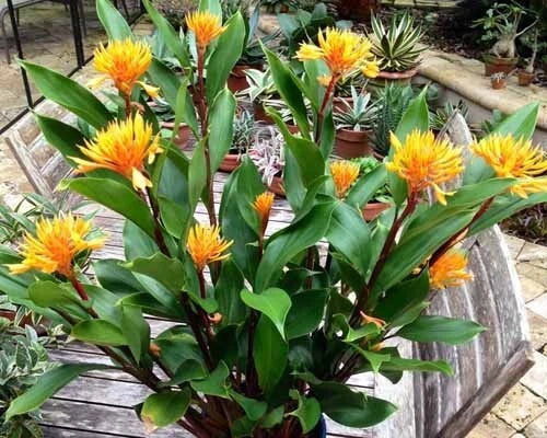 Golden Brush Dwarf Ginger Plant - Small Rooted Starter - Burbidgea schizocheila - Healthy Well-Rooted Indoor/Outdoor Plant