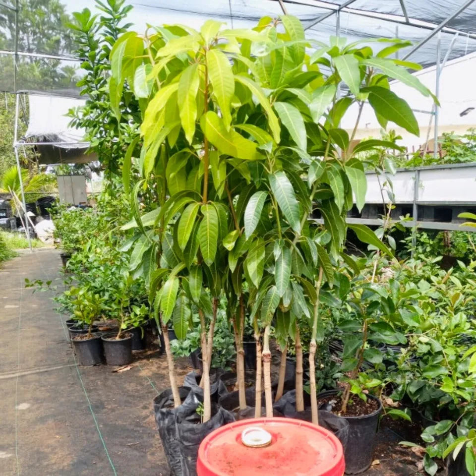 Grafted MANGO MAHACHANOK (MANGIFERA) LIVE FRUIT TREE 3’-4’ Feet