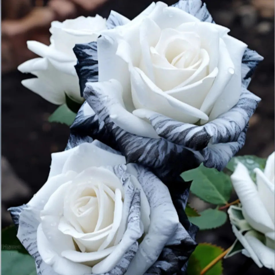 20pcs Rare Ink Rose Seeds