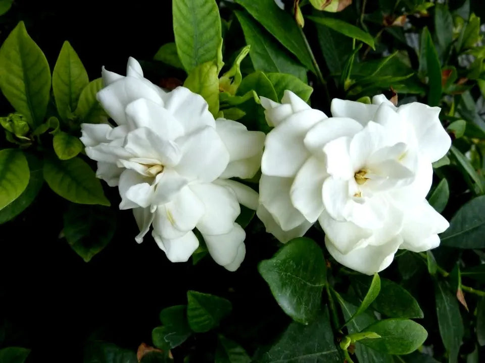 7 UNROOTED CUTTINGS HEIRLOOM WHITE GARDENIA BUSH CAPE JASMINE SHRUB