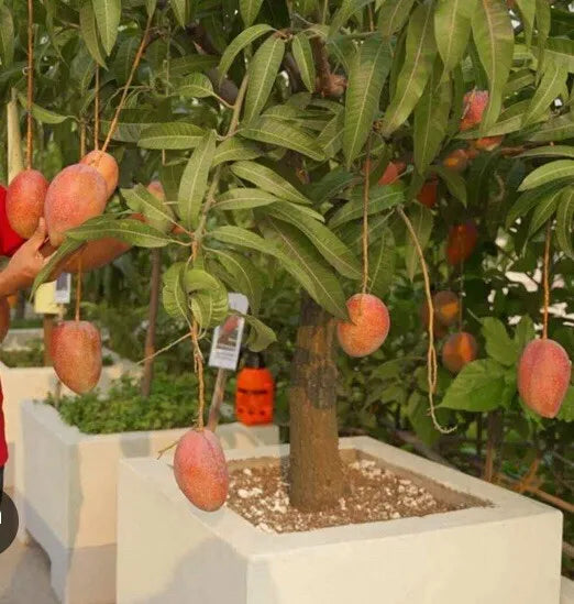 Mango Tree in The Pot / Red Mango Seeding Fruit Tree 10”- 14”