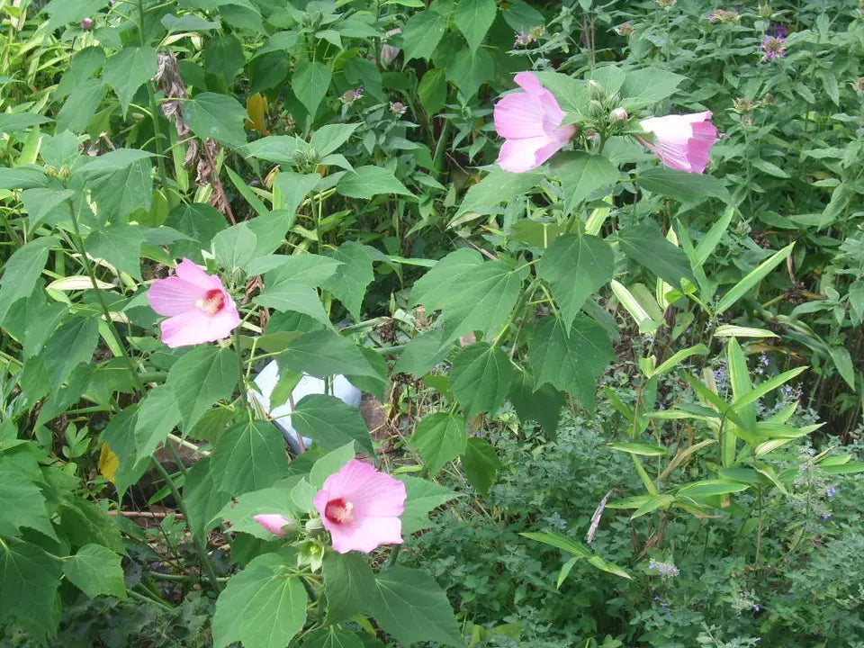 40 PINK SWAMP ROSE MALLOW SEEDS - WILD HIBISCUS - Hibiscus moscheutos