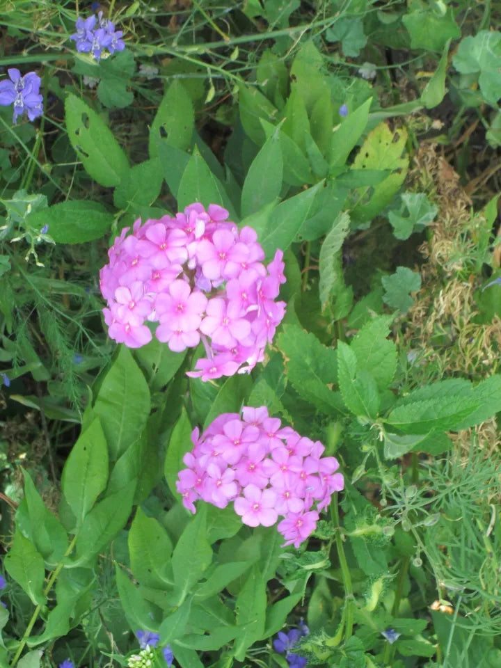 10 BEAUTIFUL TALL BRIGHT PINK PHLOX PLANTS in one or more clumps