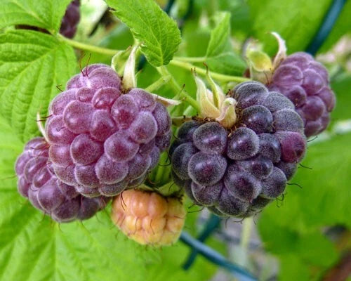 Organic Live Rooted Starter Plant - Glencoe Purple Raspberry - Thornless - Self-Pollinating - Rubus idaeus - Zones 4-9