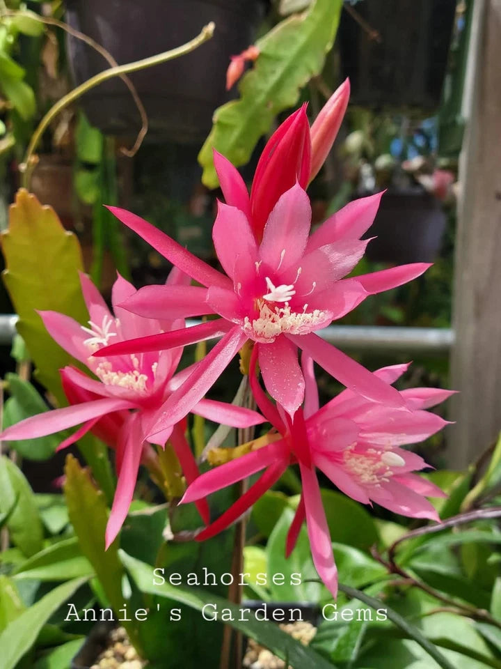 Epiphyllum Cuttings 8-10 Inches Seahorses Hybrid Dark Pink Jim Nones Unrooted Fresh Cuttings for Planting