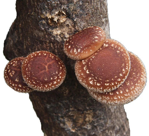 Shiitake Liquid Culture Syringe 10cc - Edible Mushroom Mycelium (Lentinula edodes) for Cultivation and Growing