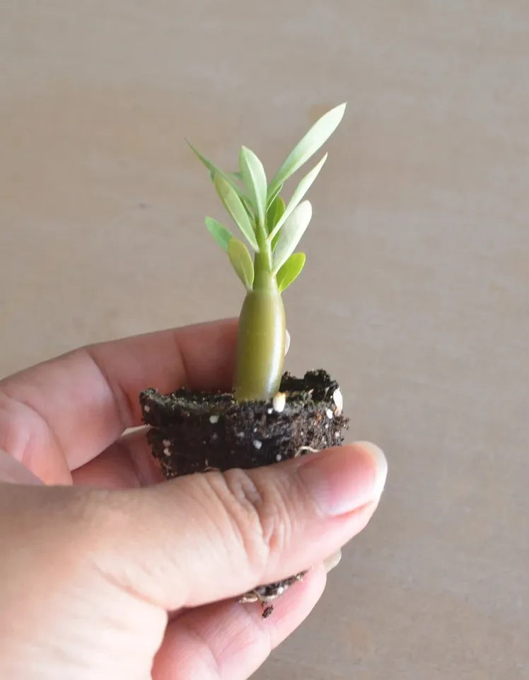 5 Pack Desert Rose Plants, Adenium Obesum, 2 inch Tall, Mixed colors, Seedling