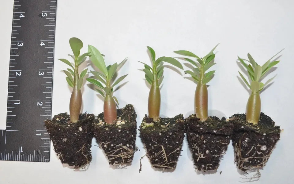5 Pack Desert Rose Plants, Adenium Obesum, 2 inch Tall, Mixed colors, Seedling