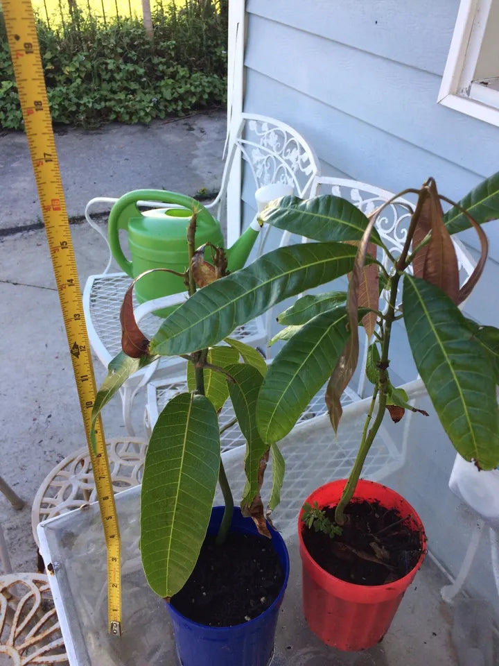 Mango Tree in The Pot / Red Mango Seeding Fruit Tree 10”- 14”