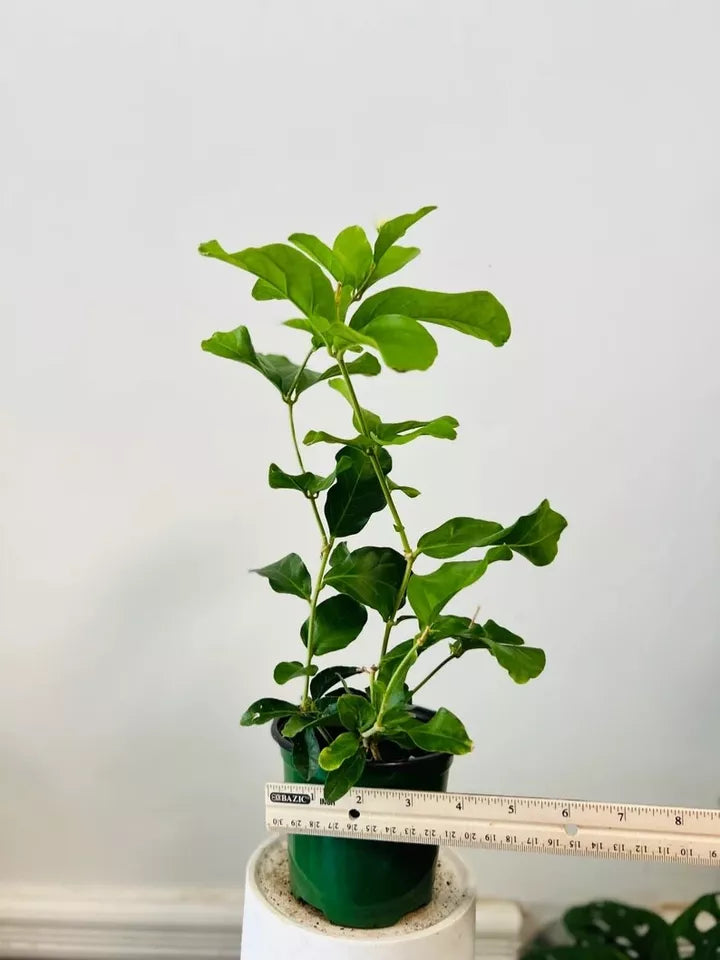 (1) Grand Duke JASMINE Starter Plants/fragrant flowers