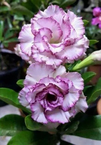 4 Purple White Desert Rose Seeds Adenium Flower Perennial Flowers