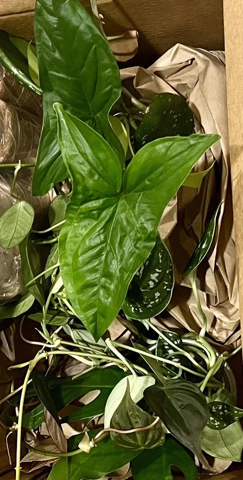 LIVE Houseplant Cutting Box - 10 Unrooted Cuttings, Pothos, Philodendron, Monstera, Hoya, Syngonium, Various Varieties