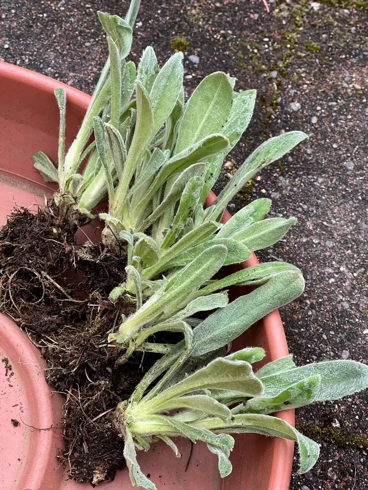 5 Plants Rose Campion Heirloom Lychnis Coronaria Perennial