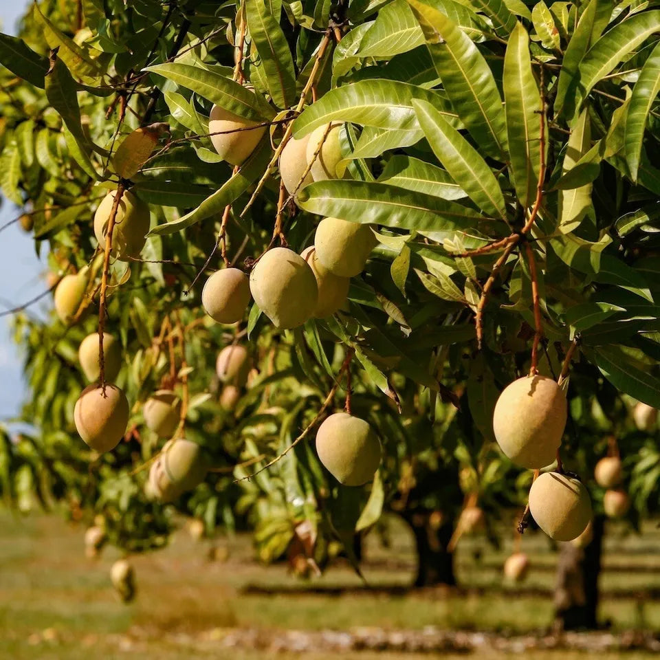 5 Trees Mango Tropical Fruit Tree (Turpentine) Varieties seedlings 12”- 24”