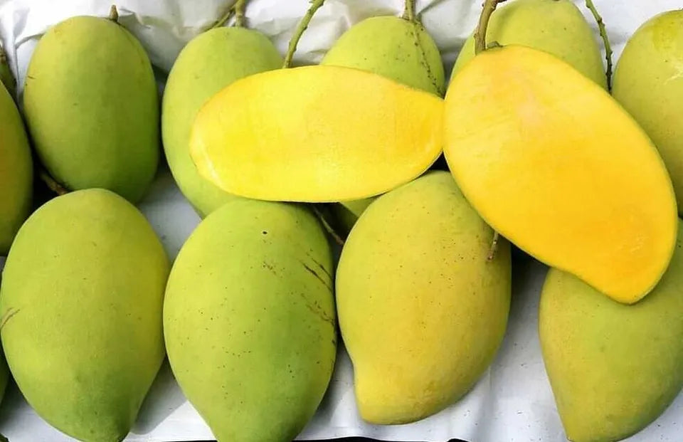 CAT HOA LOC Grafted MANGO Tree 3Gal Pot