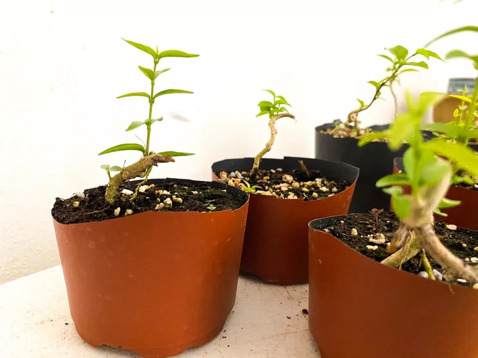 ONE Wrightia Religiosa (Water Jasmine) Pre-Bonsai Grown from Roots Flower Plant