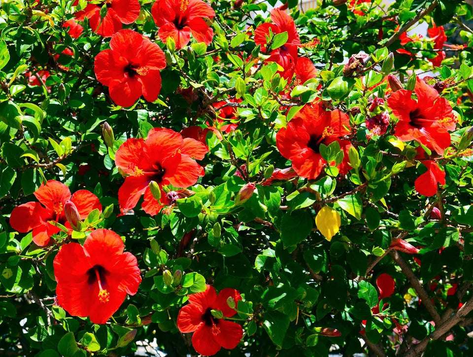 10 LUNA RED HARDY HIBISCUS Moscheutos Flower Small Bush Seeds